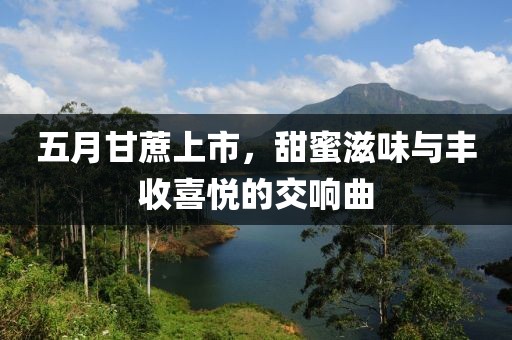 五月甘蔗上市，甜蜜滋味与丰收喜悦的交响曲