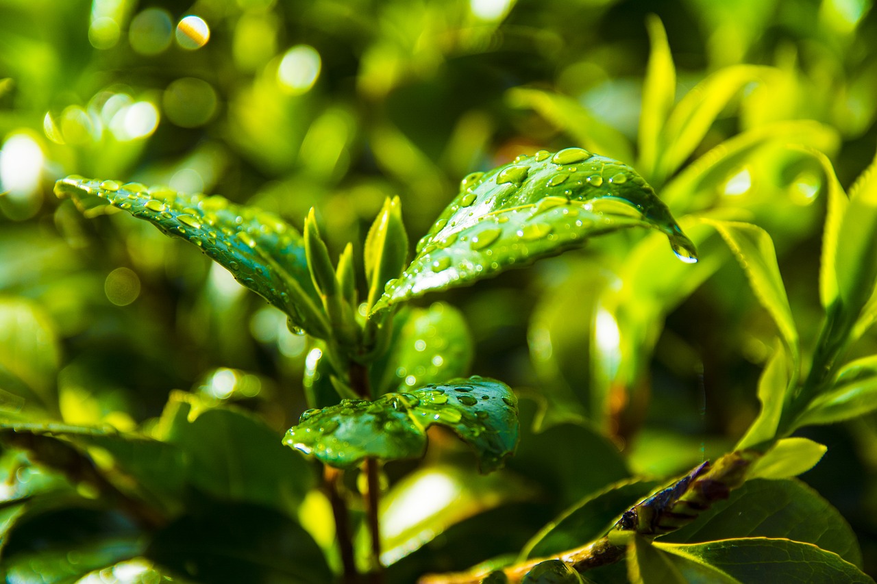 泗县百合花园最新动态揭秘，最新进展与消息速递！