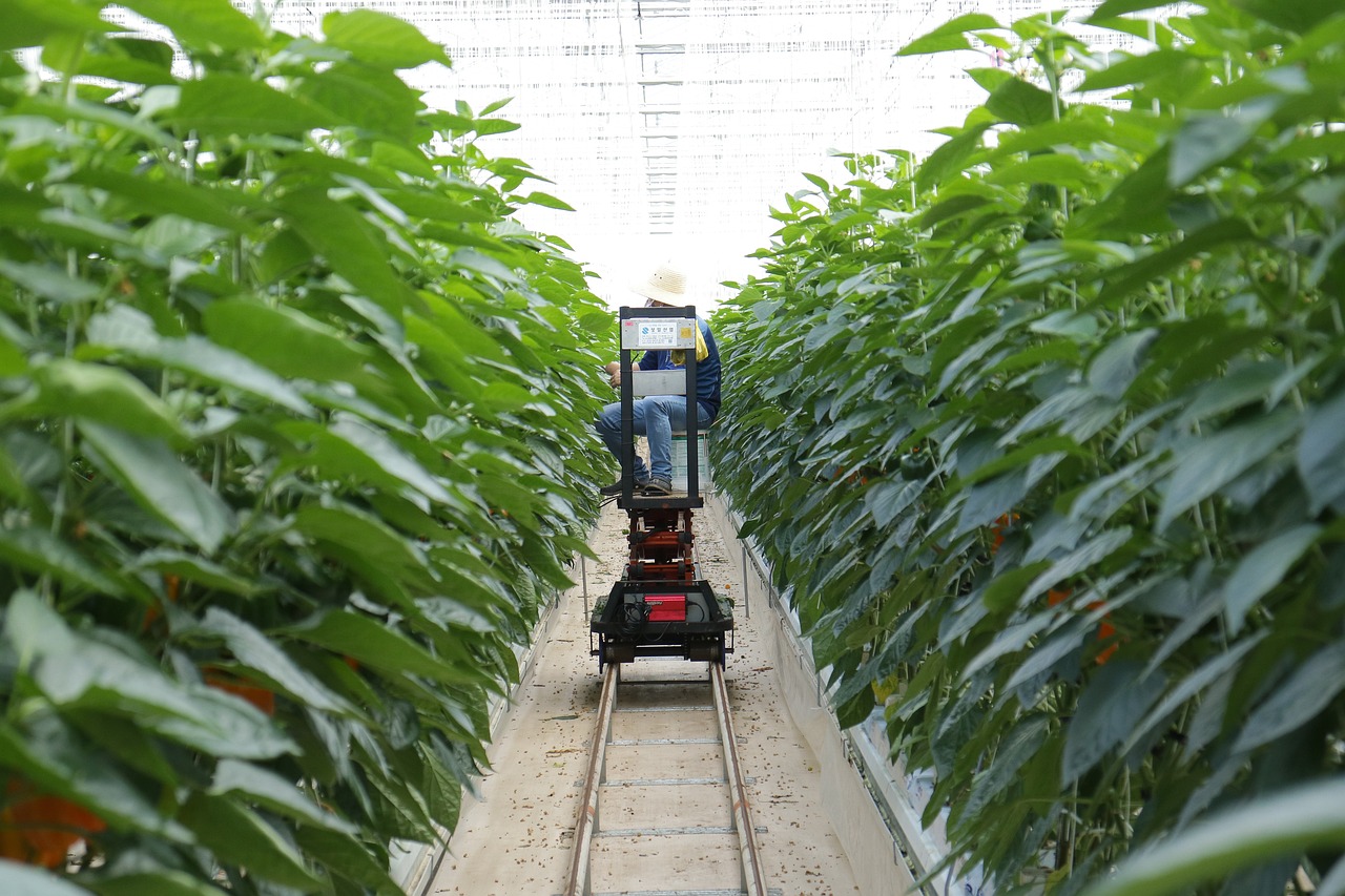 最新款玉米播种机的技术革新与农业应用介绍