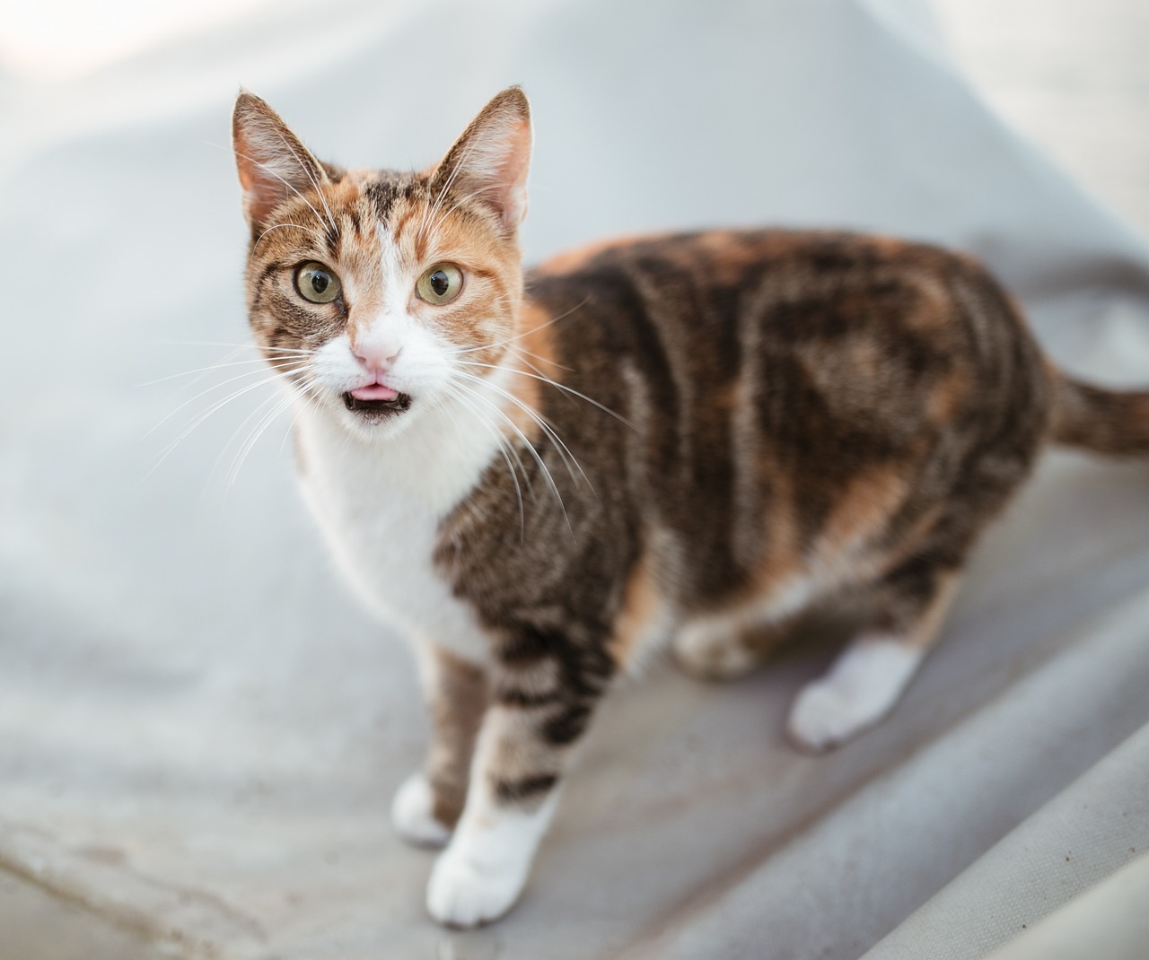 猫妃到朕碗里最新更新，宫廷猫趣与皇权之恋的奇幻之旅