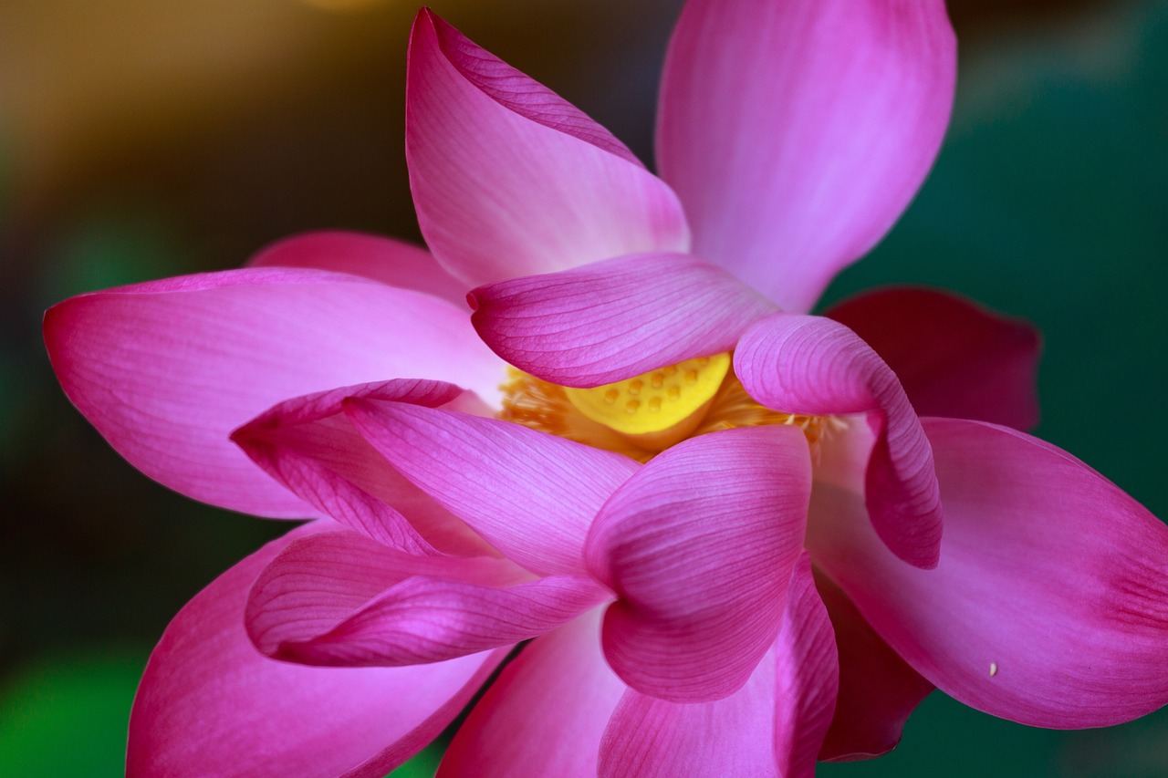 河南小辛怡希望之花绽放新篇章，最新消息揭秘