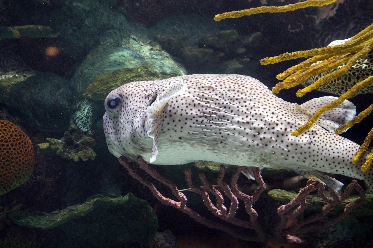 最新款鱼缸底滤设计图，打造优雅水族环境终极指南