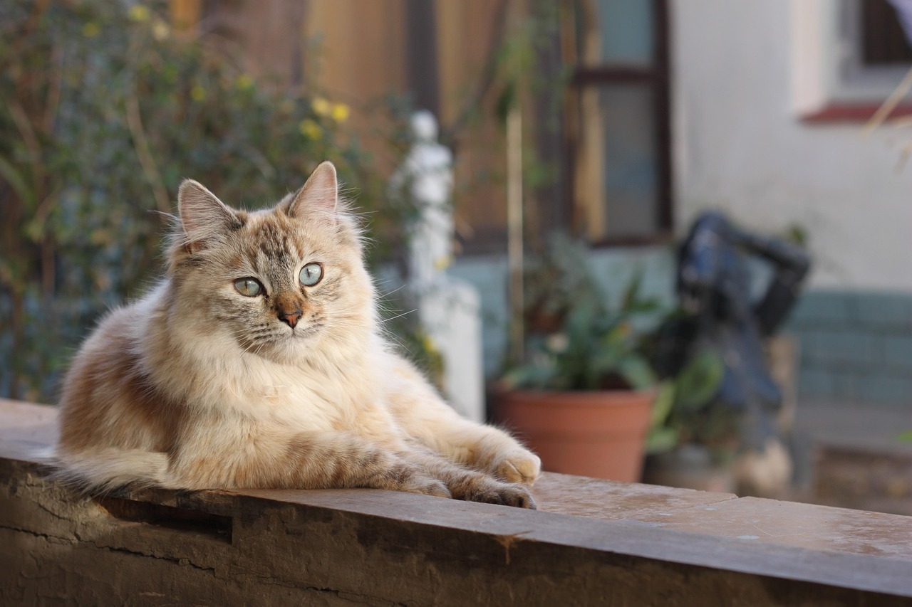 猫咪播放器最新版本功能升级与用户体验优化探讨
