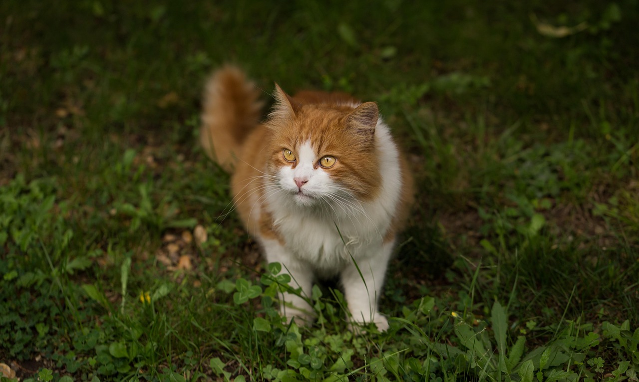 探索猫叫声的奥秘，最新猫叫与研究揭秘猫的世界独特呼唤