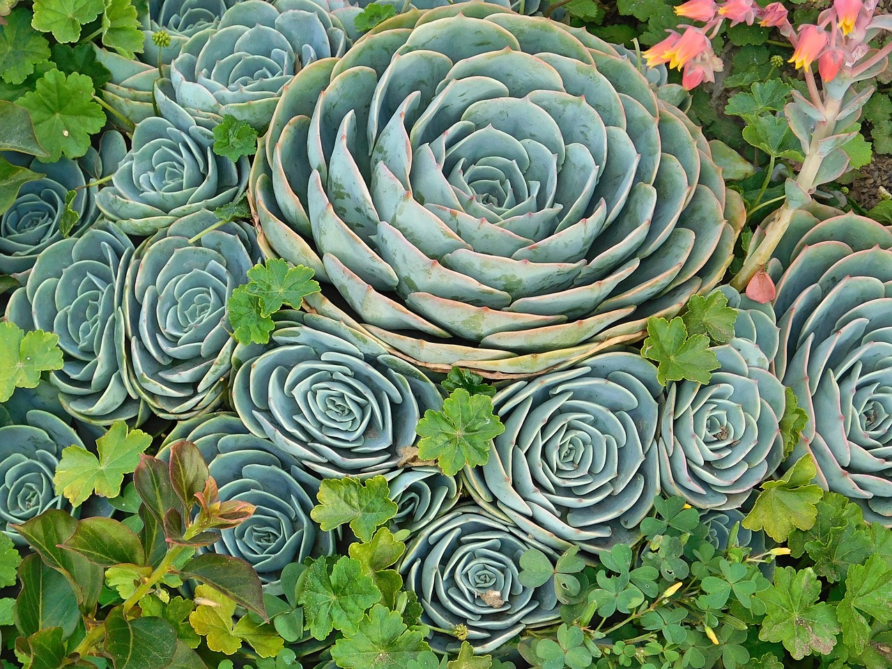 五月花开，汤灿最新动态揭晓，2017年最新资讯速递